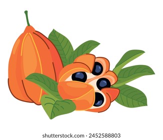 Ackee (Blighia sapida, ackee). Tropical fruits are the national symbol of Jamaica. Vector illustration in flat style.