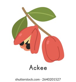 Ackee flat vector illustration. Red ackee fruit cartoon clipart style. Also known as akee, achee, ackee apple, or Blighia sapida. Unusual and Lesser-Known fruit concept