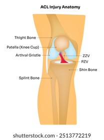 ACL Injury Anatomy Science Design Illustration Diagram
