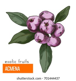 Acmena. Full color realistic hand drawn vector illustration.