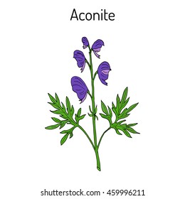 Aconite (Aconitum napellus), flowering plant. Hand drawn botanical vector illustration