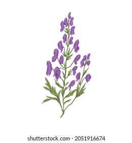 Aconite flower. Botanical drawing of wild floral plant, wolfsbane. Blossomed aconitum. Medicinal field herb in retro style. Hand-drawn vector illustration of wildflower isolated on white background