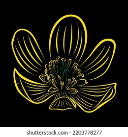 Aconite Flower line art is perfect for merchandise and t-shirt designs