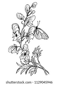 Aconite flower (monkshood) and butterflies, a contour black and white vector illustration, coloring page