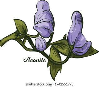 Aconite monkshood, wolfsbane, aconitum vector illustration. Aconitum leopards bane, mousebane, womens bane, devils helmet, queen of poisons, blue rocket. Blooming blue flowers and green leaves