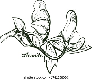 Aconite monkshood, wolfsbane, aconitum vector illustration. Aconitum leopards bane, mousebane, womens bane, devils helmet, queen of poisons, blue rocket. Blooming flowers and leaves monochrome icon