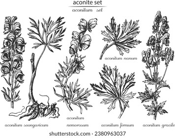 Aconite set. Botanical illustration of aconite. Monochrome aconitum, black and white aconite hand drawing, aconite sketch. Latin name aconitum