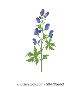 Aconite Wild Flower Hand Drawn Detailed Illustration