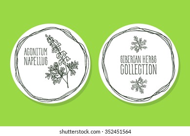 Aconitum napellus - Siberian herbs. Handdrawn Illustration - Health and Nature Set of Product Labels
