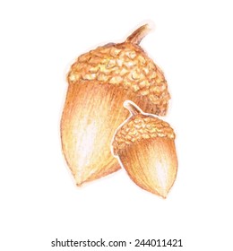 Acorn