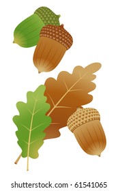 Acorn