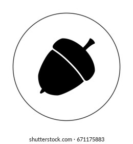 acorn