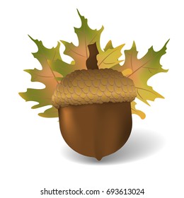 Acorn with autumn leafs. Realistic vector illustration
