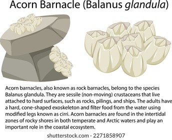 Acorn Barnacle isolated rocky shore animal illustration