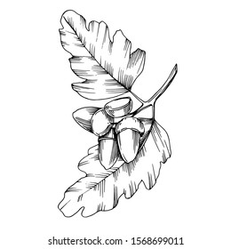 Acorn branch with nuts and leaves. Leaf plant botanical garden floral foliage. Black and white engraved ink art. Isolated oak illustration element.