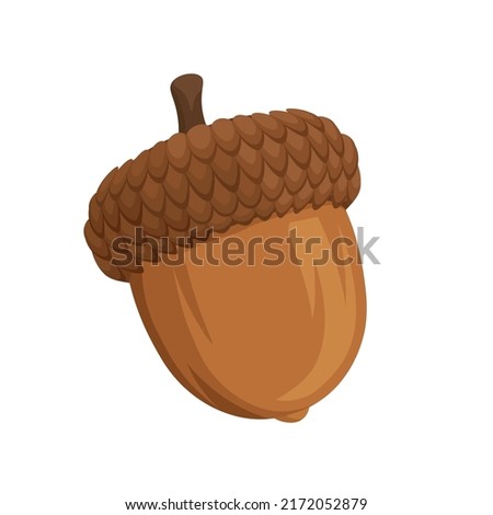 Acorn cartoon isolated vector illustration on white background. Oak tree fruit. Realistic cartoon acorn illustration.