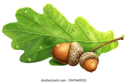 Acorn CLIPART vector background transparent TOP