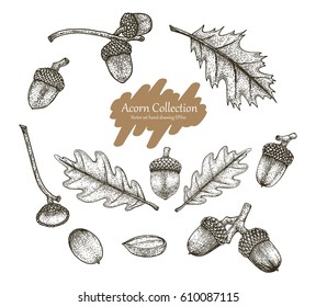 Acorn collection vector set hand drawing vintage style