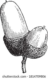 Acorn, From the Dictionary of Word and Things, 1888.