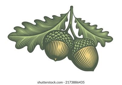 Acorn. Editable hand drawn illustration. Vector vintage engraving. 8 EPS