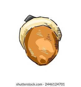 acorn hand drawing cartoon vector