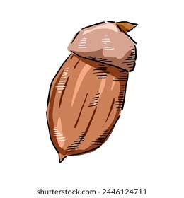 acorn hand drawing cartoon vector