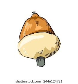 acorn hand drawing cartoon vector