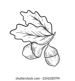 Acorn hand drawn black color outline sketch style vector art illustration.