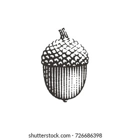 Acorn. Hand drawn engraving style illustrations. 