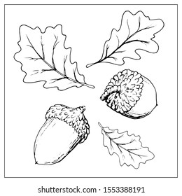 Acorn icon. Vector symbol of autumn items. Cartoon monochrome isolated objects on a white background. Linear hand drawn illustration. Outline style