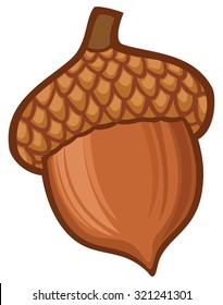 acorn illustration