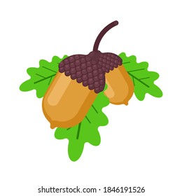 Acorn isolated. fruit of oak. vector illustration