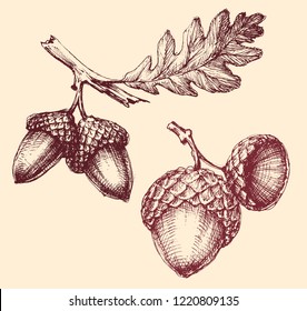 Acorn isolated hand drawing