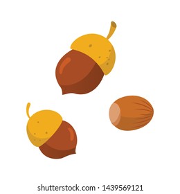 Acorn isolated on white background