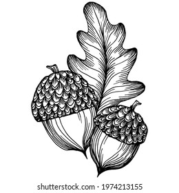 Acorn isolated sketch drawing on white. Vintage illustration with retro style like engraving. Design element for invitation, pattern, cards and poster.