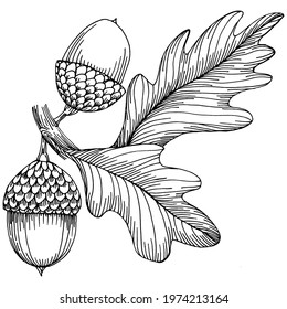 Acorn isolated sketch drawing on white. Vintage illustration with retro style like engraving. Design element for invitation, pattern, cards and poster.