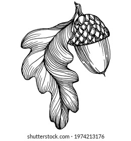 Acorn isolated sketch drawing on white. Vintage illustration with retro style like engraving. Design element for invitation, pattern, cards and poster.