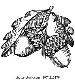 Acorn isolated sketch drawing on white. Vintage illustration with retro style like engraving. Design element for invitation, pattern, cards and poster.