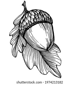 Acorn isolated sketch drawing on white. Vintage illustration with retro style like engraving. Design element for invitation, pattern, cards and poster.