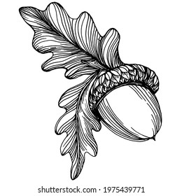 Acorn isolated sketch drawing on white. Vintage illustration with retro style like engraving. Design element for invitation, pattern, cards and poster.