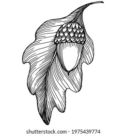 Acorn isolated sketch drawing on white. Vintage illustration with retro style like engraving. Design element for invitation, pattern, cards and poster.