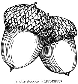 Acorn isolated sketch drawing on white. Vintage illustration with retro style like engraving. Design element for invitation, pattern, cards and poster.