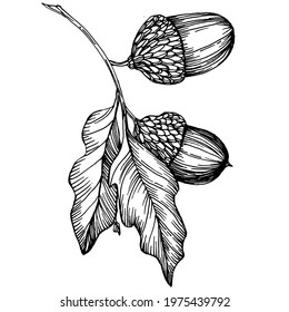 Acorn isolated sketch drawing on white. Vintage illustration with retro style like engraving. Design element for invitation, pattern, cards and poster.