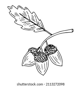 Acorn isolated sketch drawing on white. Vintage illustration with retro style like engraving. Design element for invitation, pattern, cards and poster.