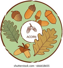 Acorn label. Vector color engraved illustration.