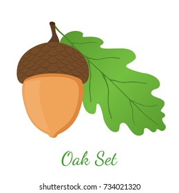 Acorn, leaf, oak nut, seed. Made in cartoon flat style. Vector illustration 