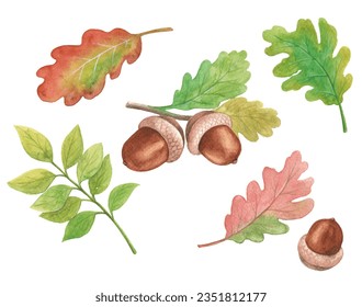 Acorn and acorn leaf watercolor illustration