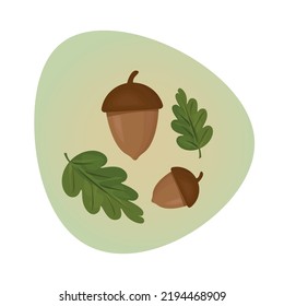 acorn with leaves .plant vector illustration