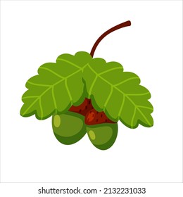 Acorn logo oak vector forest isolated on white background
