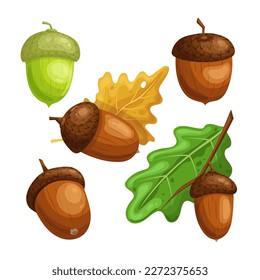 caricatura de conjunto de roble de castaña de bellota. árbol de otoño, semilla de naturaleza, rama de planta, hoja de bosque, estación natural, madera de decoración, ilustración vectorial de roble de castañas de otoño